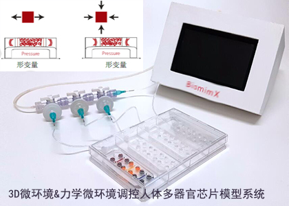 机械力刺激多器官模型芯片仿真系统