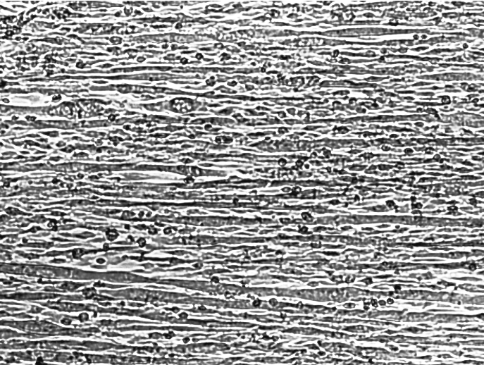 C2C12 culture on NanoSurface Cytostretcher Chamber