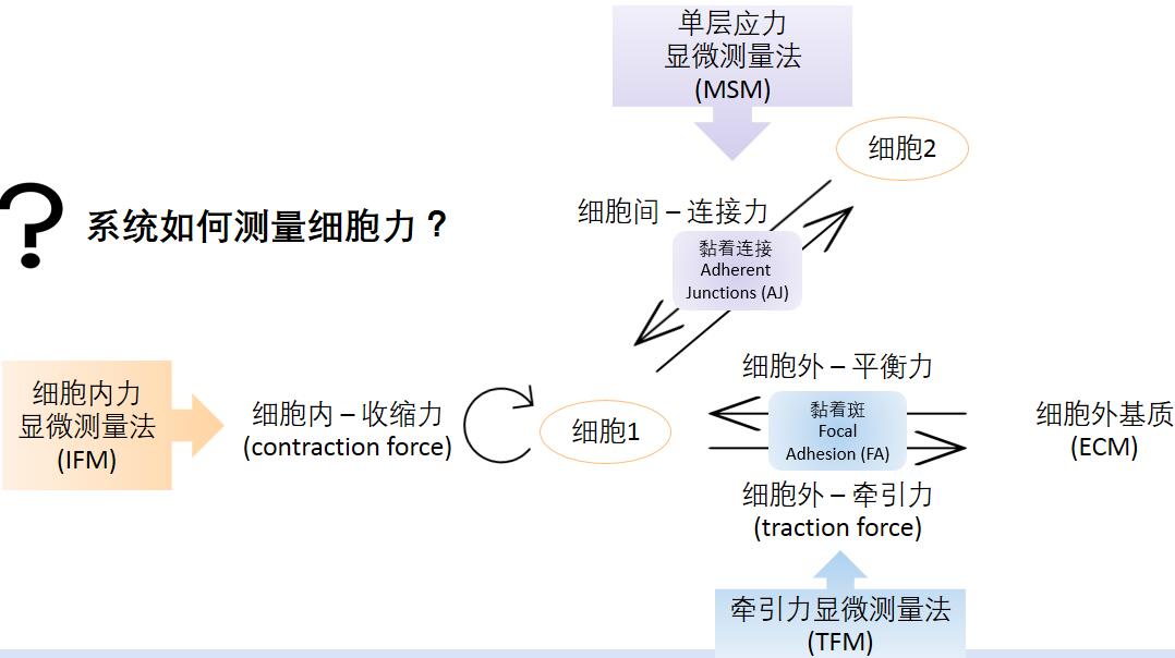 细胞力量化分析系统.jpg