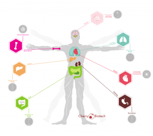 cherry-biotech-human-on-a-chip-corpus-21-300x268-300x268.png