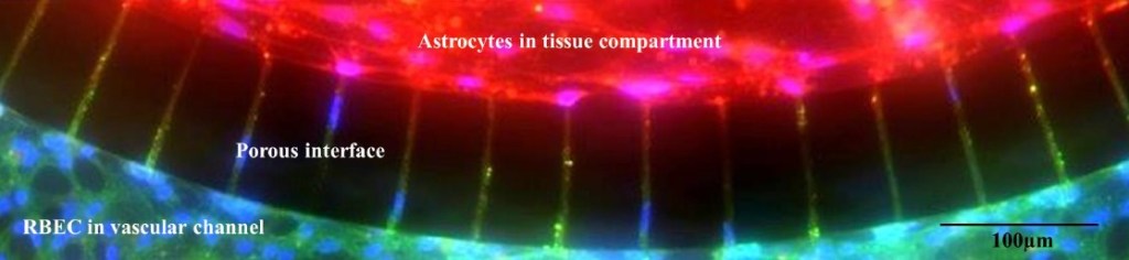 astrocyte-communications