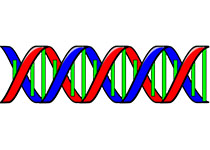 dna-24559__340.jpg