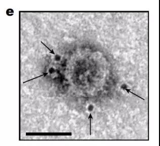 1542774791255182.jpeg 微信图片_20181121123244.jpg